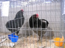 DSCN4055