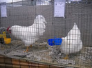 DSCN4059