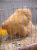 DSCN4067