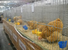 DSCN4069