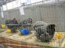 DSCN4074