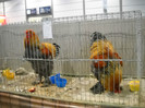 DSCN4075