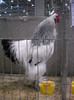 DSCN4095