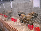 DSCN4102