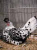 DSCN4168
