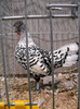 DSCN4169