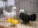 DSCN4171