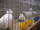 DSCN4172