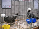DSCN4176