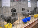 DSCN4183