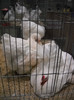 DSCN4184