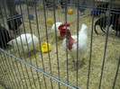 DSCN4198
