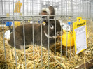 WESSGRAENEN MARO & ALB