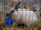 DSCN3877