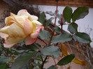 08 dec.