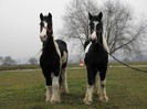 PERECHE GYPSY VANNER