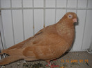 DSCN0223