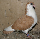 38g(2012)