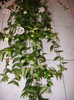 2750378170075666569RyPfUm_fs
