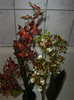2919611380075666569Plrand_fs