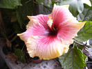 Tahitian Queen 9dec 2012