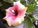 Tahitian Queen 9dec.2012