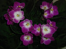 2130030370075666569EHAPuT_fs