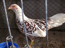 DSCF3091