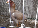 DSCF3092