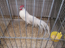 DSCF3094