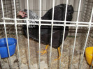 DSCF3096