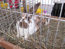 DSCF2790