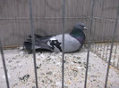 DSCF2863