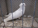 DSCF2873