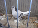 DSCF2885