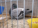 DSCF2887