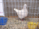 DSCF2889