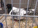 DSCF2894