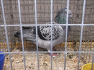 DSCF2903