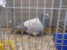 DSCF2904