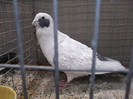 DSCF2907