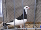 DSCF2908