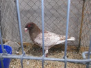 DSCF2909