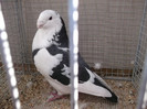 DSCF2919