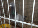 DSCF2921