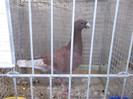 DSCF2923