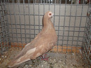 DSCF2930