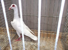 DSCF2933