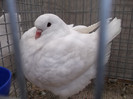 DSCF2940