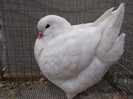 DSCF2941